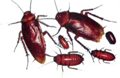 Pest_control_north_lakes